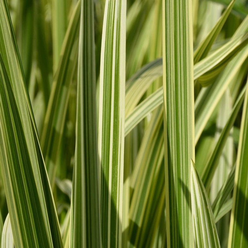 Variegated Reed Sweet Grass | Glyceria maxima variegata Pond Plants