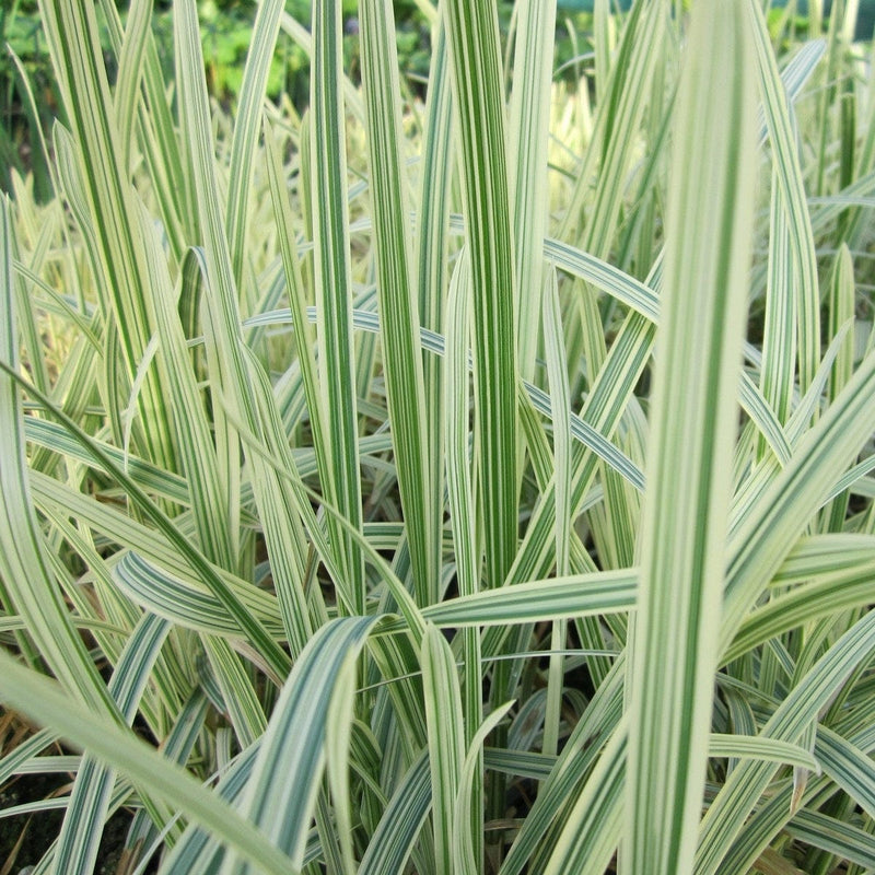 Variegated Reed Sweet Grass | Glyceria maxima variegata Pond Plants