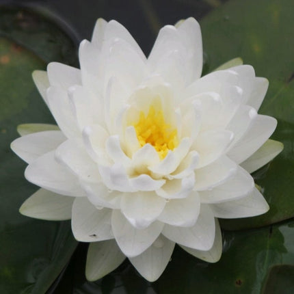 White Water Lily | Nymphaea Gonnere Pond Plants