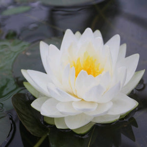 White Water Lily | Nymphaea Gonnere Pond Plants