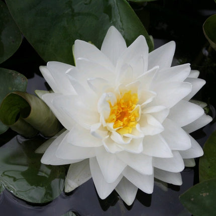 White Water Lily | Nymphaea Gonnere Pond Plants