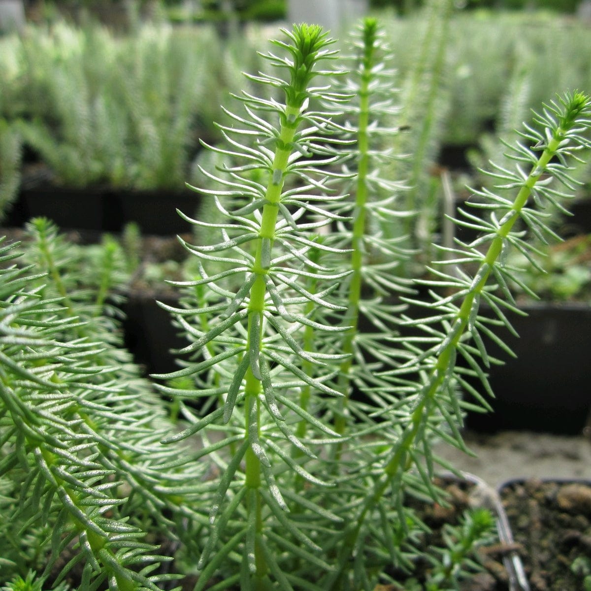 Oxygenating Mare's Tail | Hippuris vulgaris