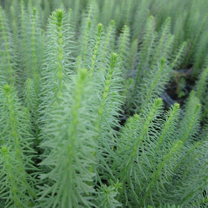 Mare's Tail | Hippuris vulgaris| Oxygenating 1L Pot Pond Plants