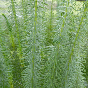 Mare's Tail | Hippuris vulgaris| Oxygenating 1L Pot Pond Plants