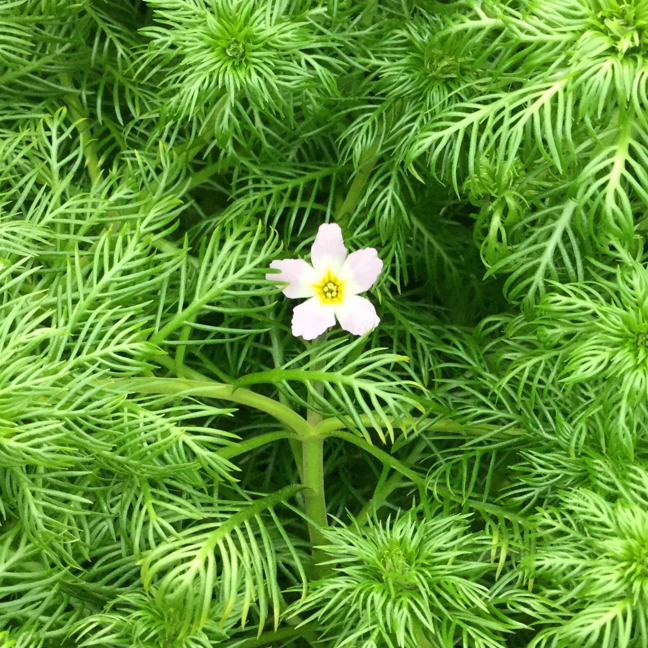 Oxygenating Water Violet Plants | Hottonia palustris