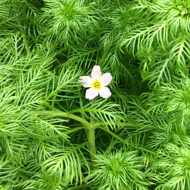 5 Water Violet Plants| Oxygenating | 9cm Pots Pond Plants