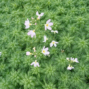 5 Water Violet Plants| Oxygenating | 9cm Pots Pond Plants