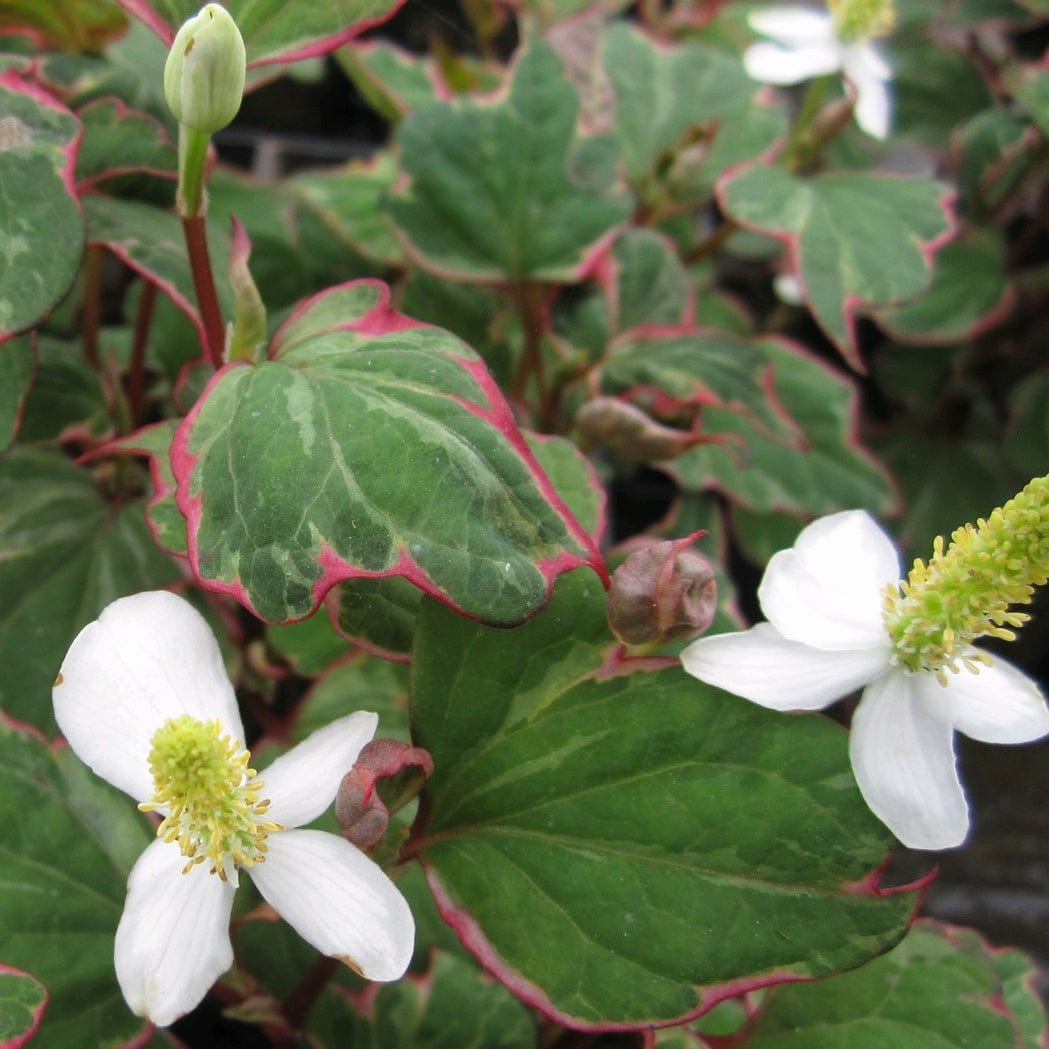 Houttuynia cordata 'Boo Boo'