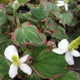 Houttuynia cordata 'Boo Boo' Pond Plants