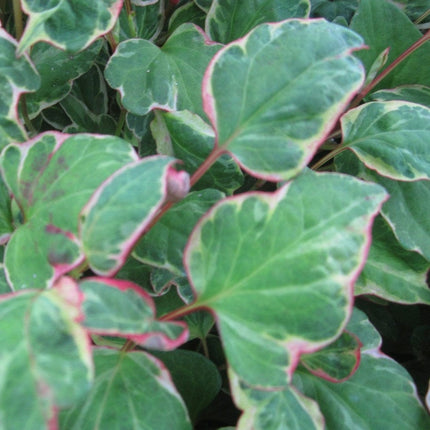 Houttuynia cordata 'Boo Boo' Pond Plants