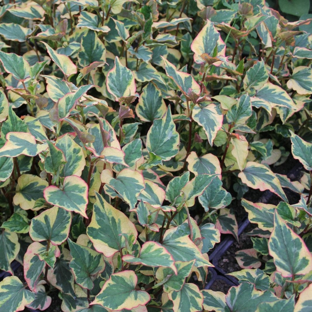 Houttuynia cordata 'Chameleon'