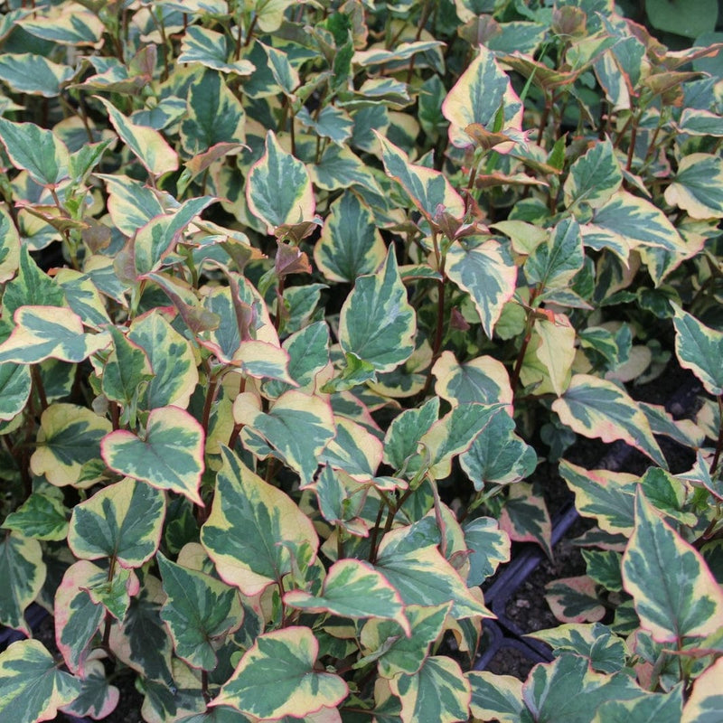 Houttuynia cordata 'Chameleon' Pond Plants