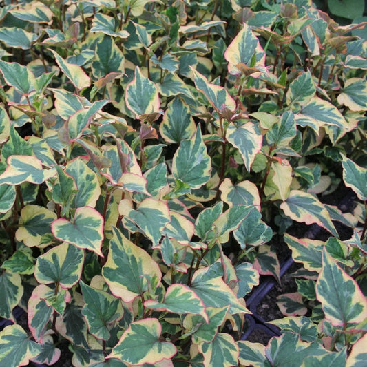 Houttuynia cordata 'Chameleon' Pond Plants