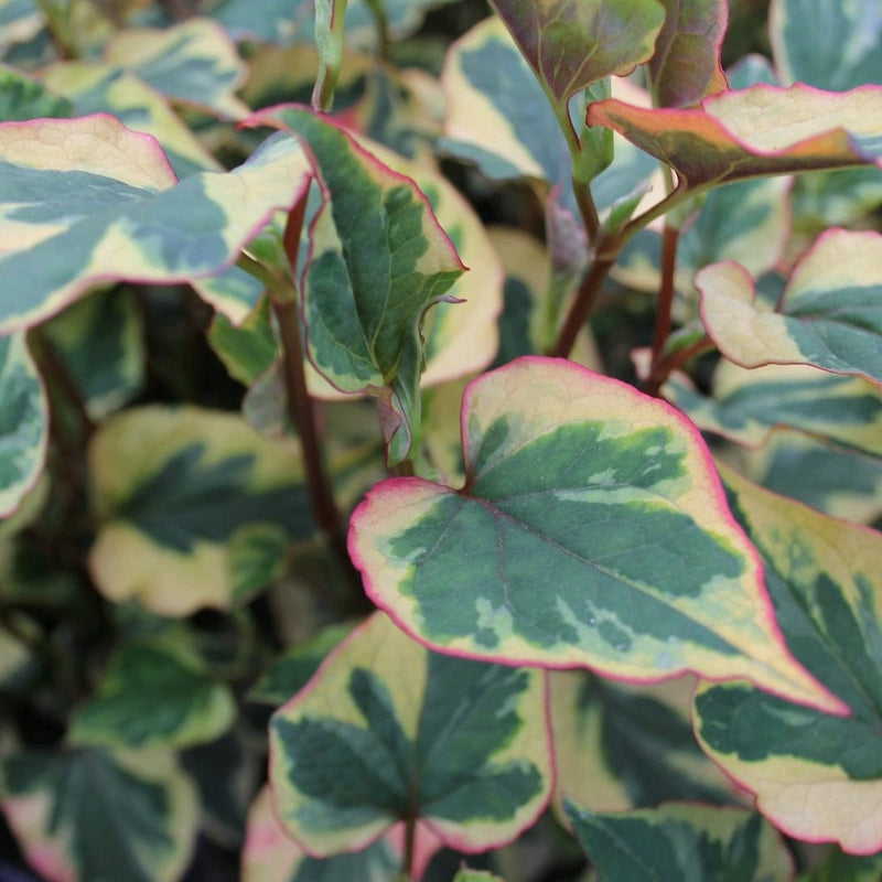 Houttuynia cordata 'Chameleon' Pond Plants