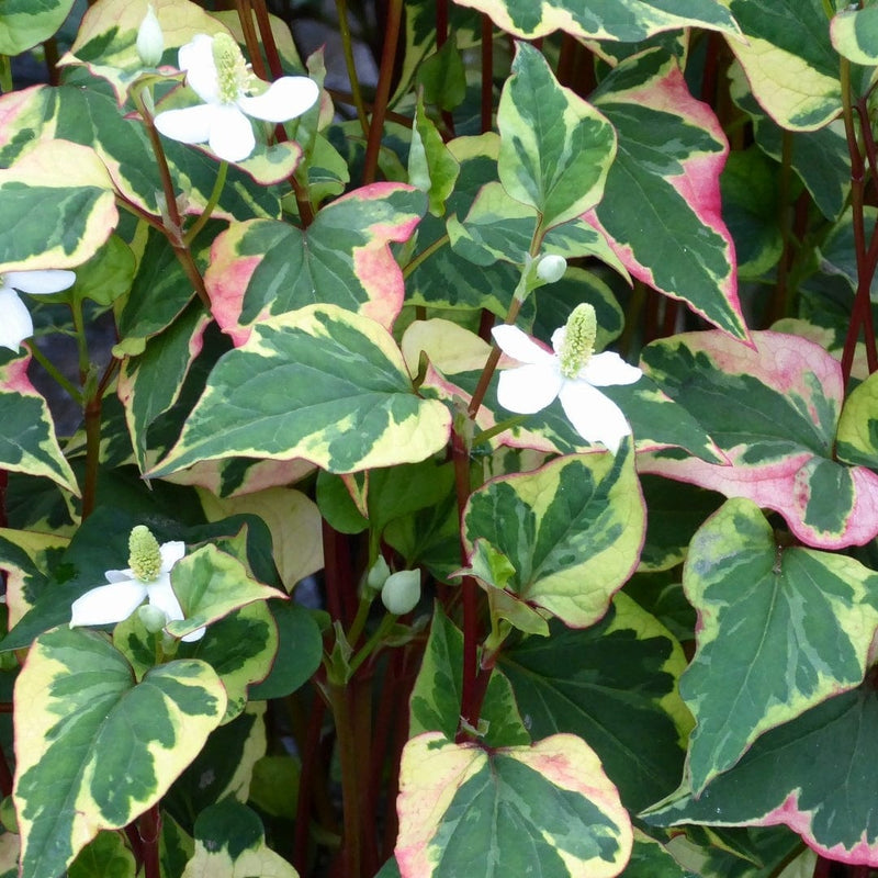 Houttuynia cordata 'Chameleon' Pond Plants