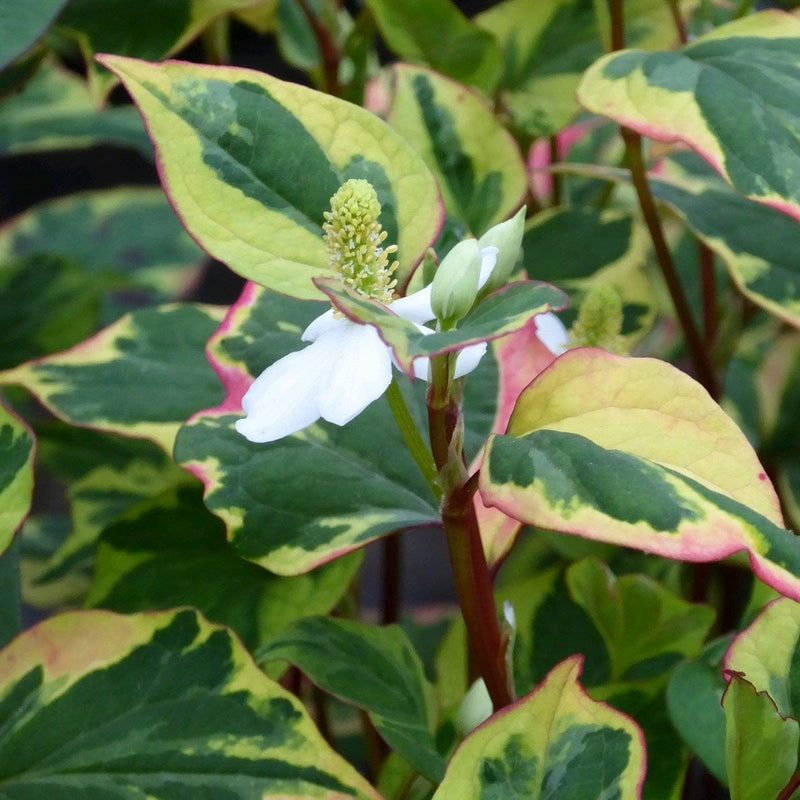 Houttuynia cordata 'Chameleon' Pond Plants