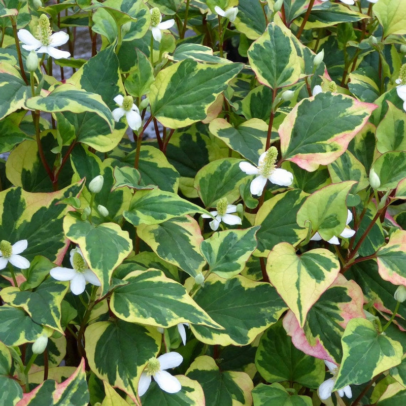 Houttuynia cordata 'Chameleon' Pond Plants