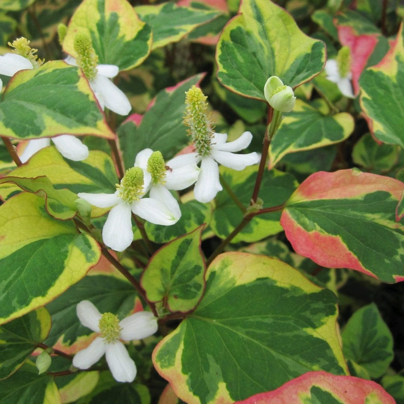 Houttuynia cordata 'Chameleon' Pond Plants