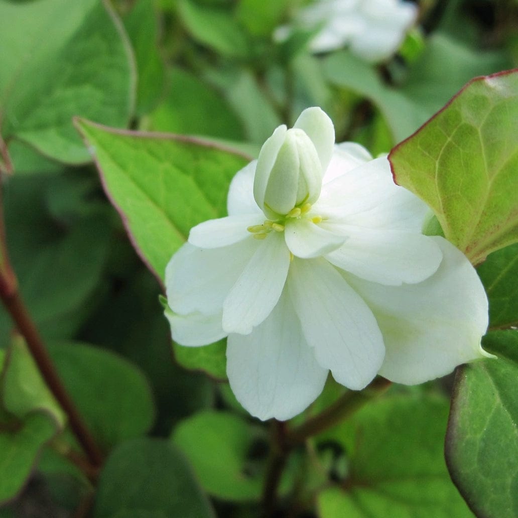 Orange Peel Plant | Houttuynia cordata 'Plena'