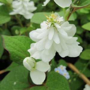 Orange Peel Plant | Houttuynia cordata 'Plena' Pond Plants