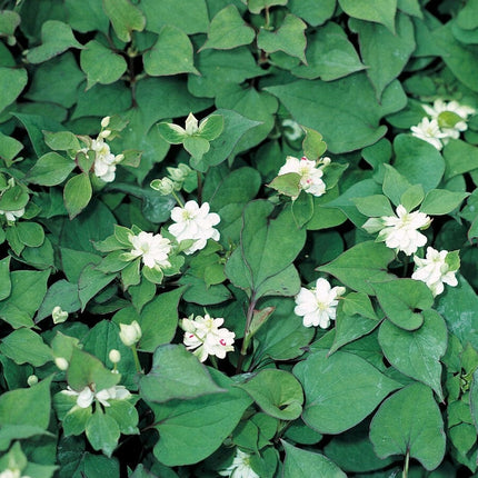 Orange Peel Plant | Houttuynia cordata 'Plena' Pond Plants