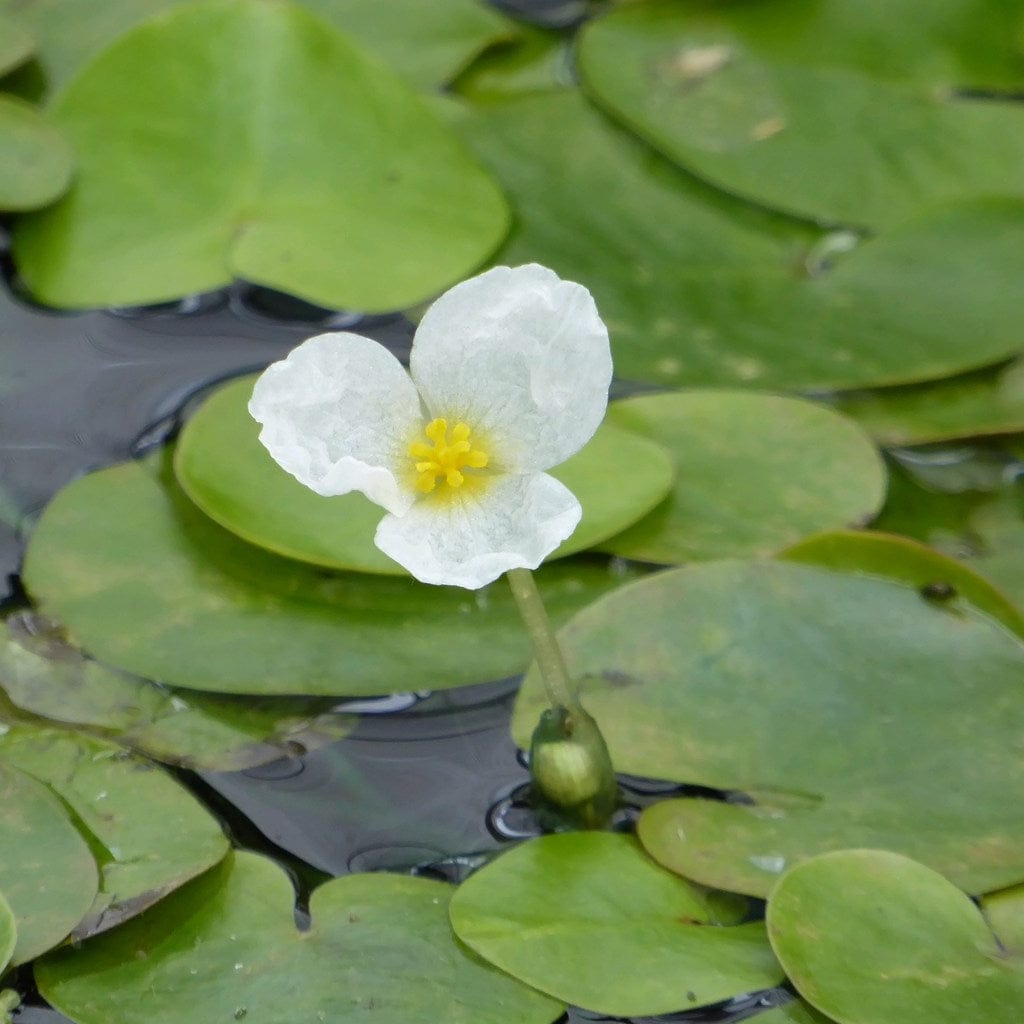 Frogbit Plants