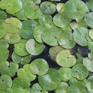 5 Frogbit Plants | 9cm Pots Pond Plants