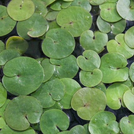 5 Frogbit Plants | 9cm Pots Pond Plants