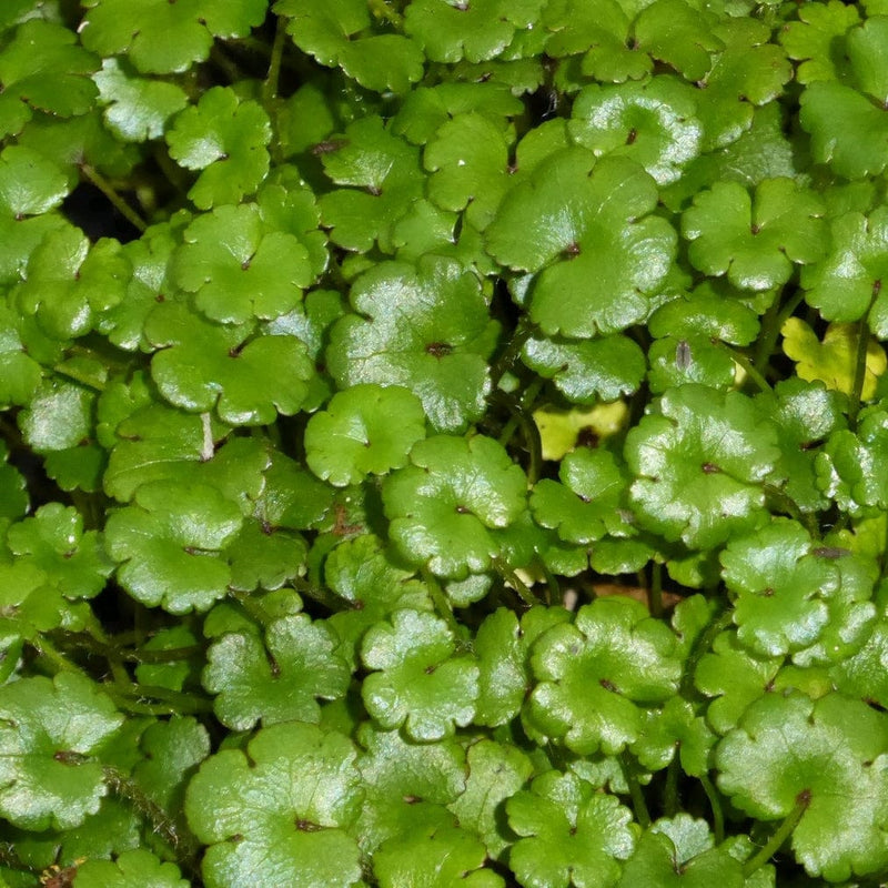 Miniature Pennywort | Hydrocotyle nova zealand| Oxygenating 1L Pot Pond Plants