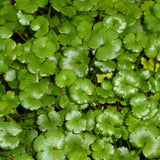 Miniature Pennywort | Hydrocotyle nova zealand| Oxygenating 1L Pot Pond Plants