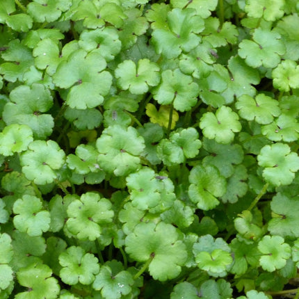 Miniature Pennywort | Hydrocotyle nova zealand| Oxygenating 1L Pot Pond Plants
