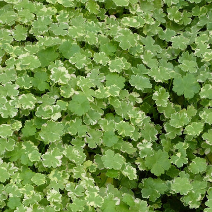 Crystal Confetti | Hydrocotyle sibthorpioides variegata| Oxygenating 1L Pot Pond Plants