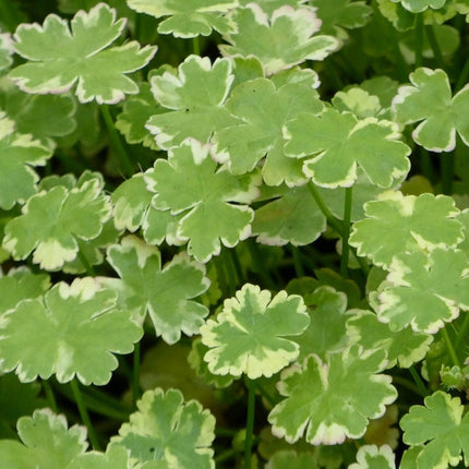 Crystal Confetti | Hydrocotyle sibthorpioides variegata| Oxygenating 1L Pot Pond Plants