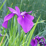 Iris ensata | Japanese Clematis Iris Pond Plants