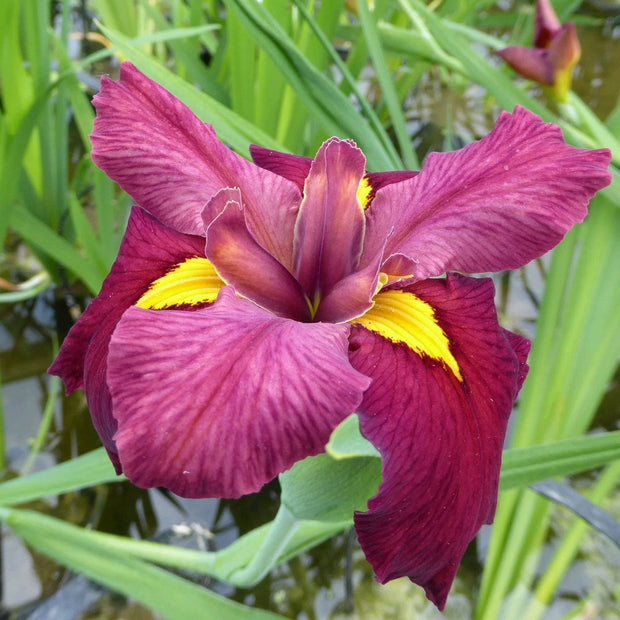 Iris louisiana 'Ann Chowning' Pond Plants