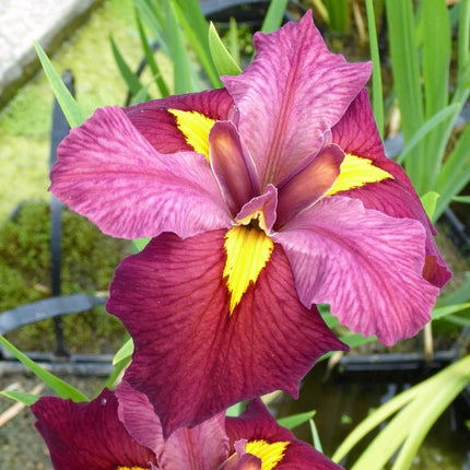 Iris louisiana 'Ann Chowning' Pond Plants