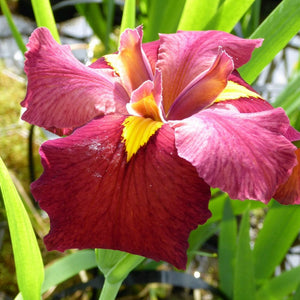 Iris louisiana 'Ann Chowning' Pond Plants