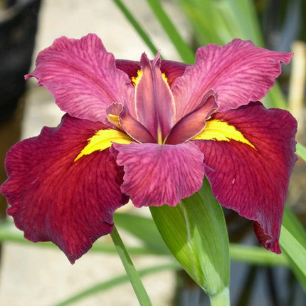 Iris louisiana 'Ann Chowning' Pond Plants