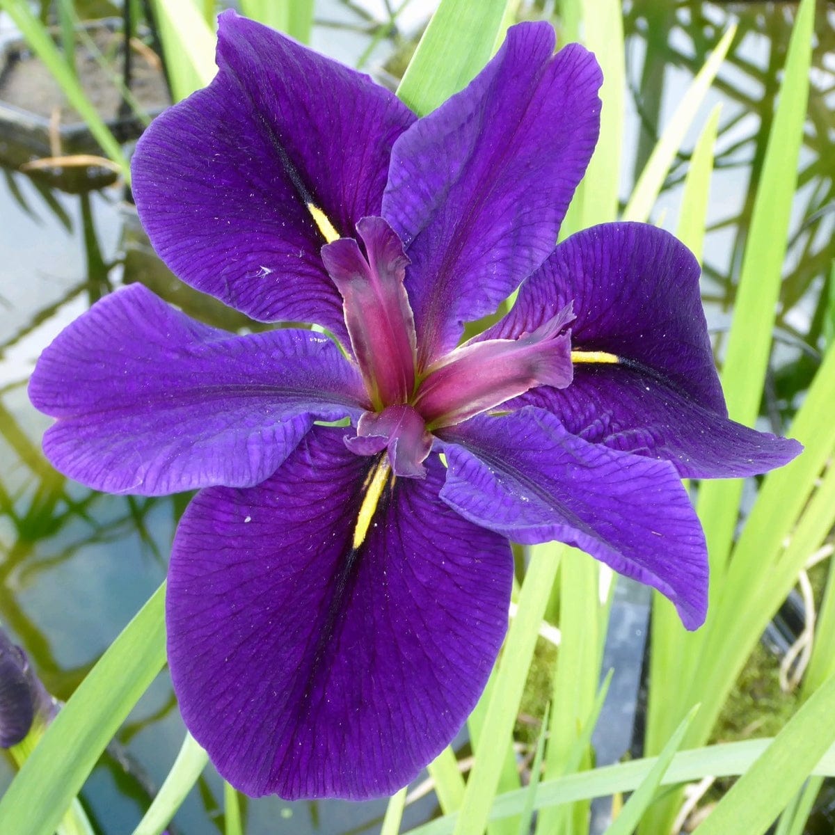 Iris louisiana 'Black Gamecock'