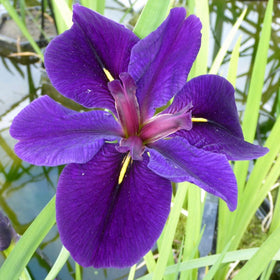 Iris louisiana 'Black Gamecock' Pond Plants