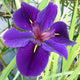 Iris louisiana 'Black Gamecock' Pond Plants