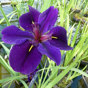 Iris louisiana 'Black Gamecock' Pond Plants