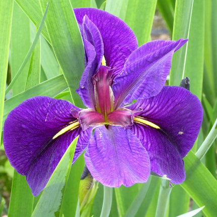 Iris louisiana 'Black Gamecock' Pond Plants