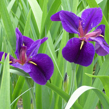 Iris louisiana 'Black Gamecock' Pond Plants