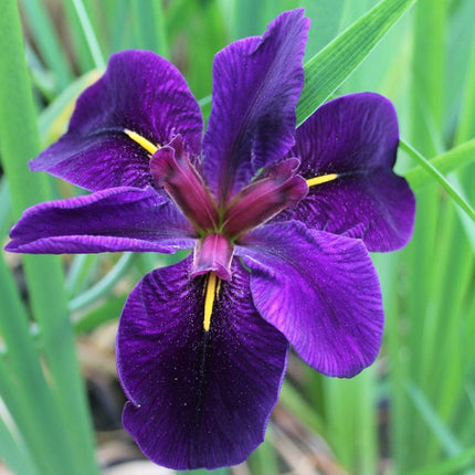 Iris louisiana 'Black Gamecock' Pond Plants