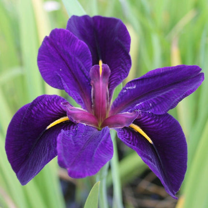 Iris louisiana 'Black Gamecock' Pond Plants