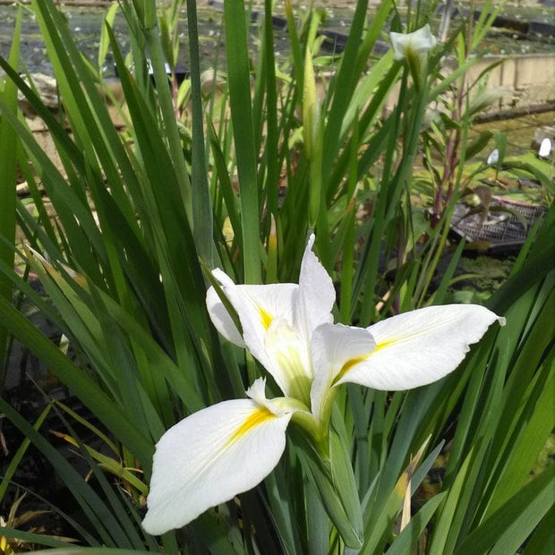 Iris louisiana 'Her Highness' Pond Plants