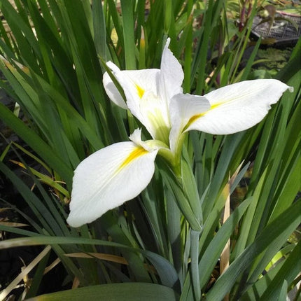 Iris louisiana 'Her Highness' Pond Plants