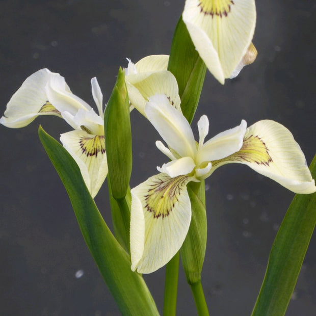 Iris pseudacorus 'Alba' Pond Plants