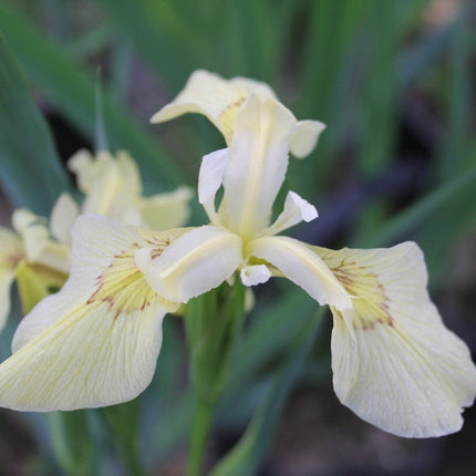 Iris pseudacorus 'Alba' Pond Plants